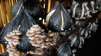 mushrooms