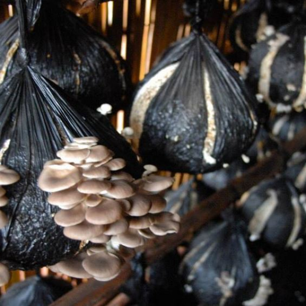 mushrooms